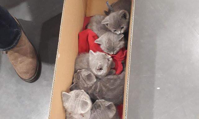 Am Wiener Hauptbahnhof wurden sechs Katzenwelpen beschlagnahmt. 