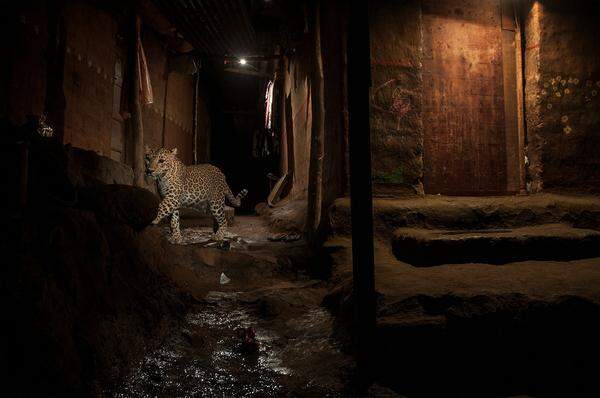 Dieses Foto mit dem Titel "Big Cat In My Backyard!" zeigt einen wilden Leoparden, den Nayan Khanolkar im Sanjay Gandhi National Park in Indien einfing. 