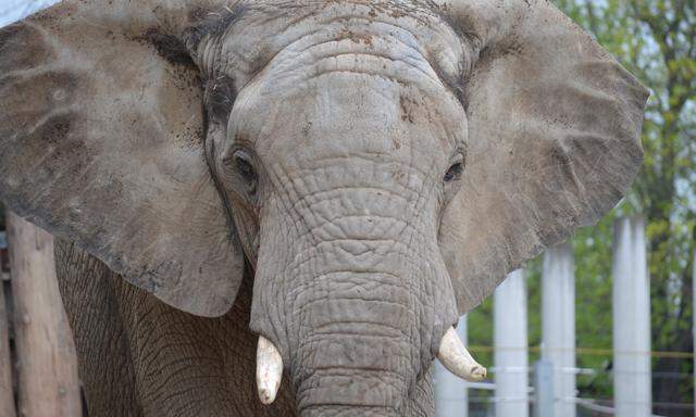 Der Elefantenbulle Abu (*2001 in Schönbrunn) siedelte nach dem Unfall, bei dem 2005 ein Pfleger getötet wurde, nach Deutschland und kam heuer zurück nach Wien.