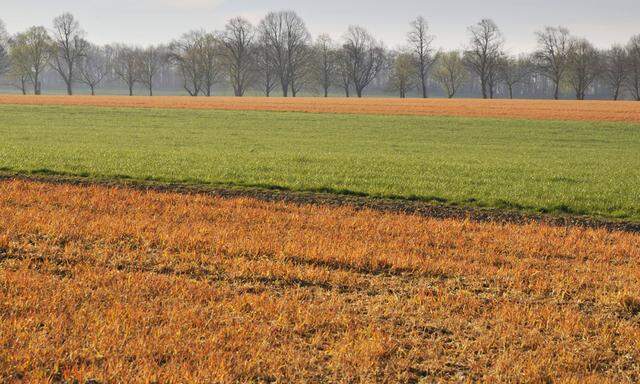 mit Pflanzengift gespritzte Felder im Fruehling Deutschland Nordrhein Westfalen fields treated wit