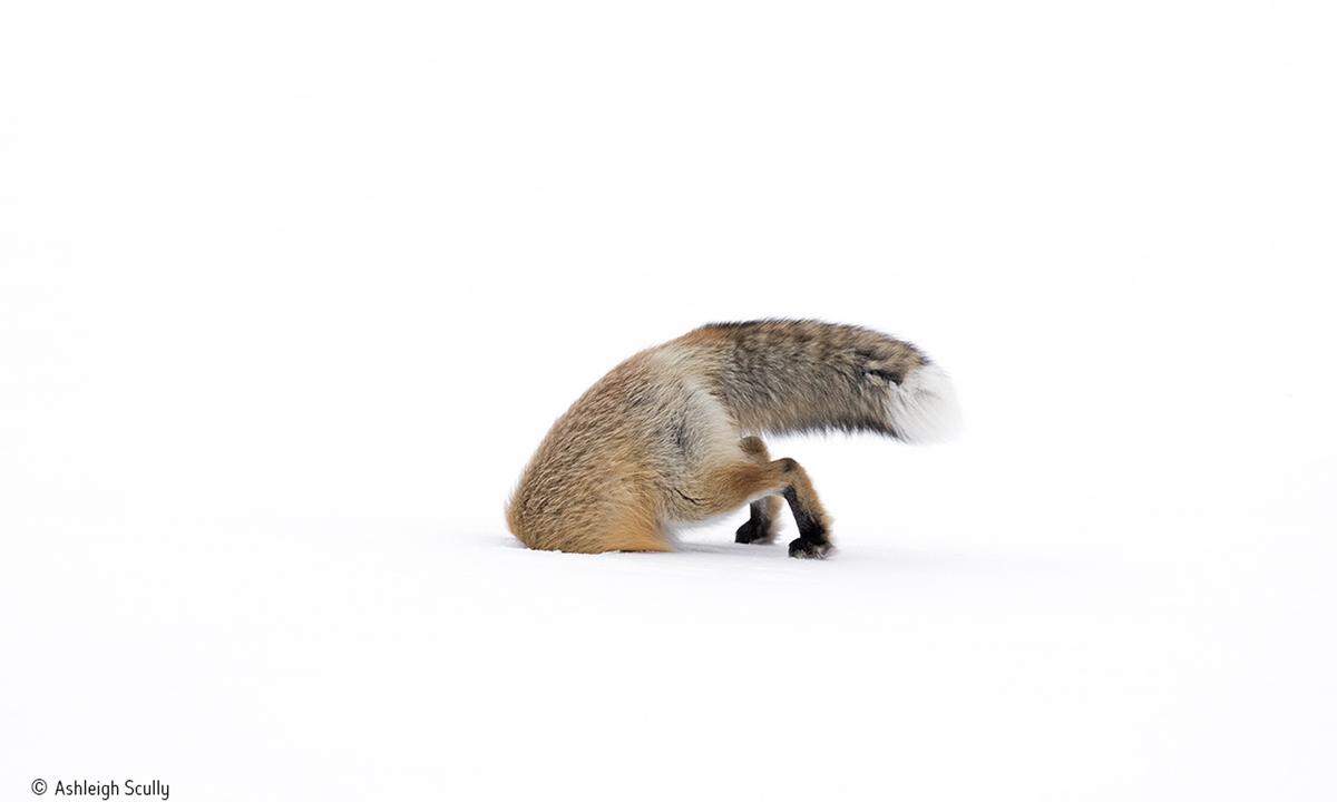 Das Bild illustriere "die harte Realität des Lebens im Winter in Yellowstone", sagt Ashleigh Scully aus den USA. Sie gewann den Preis in der Kategorie 11 bis 14-jährige. Das junge Mädchen erwischte den Fuchs im Yellowstone Nationalpark genau in dem Moment, als er seinen Kopf auf der Jagd nach einer Beute in den Schnee steckte. Wildlife Photographer of the Year wird vom Natural History Museum in London entwickelt und produziert.