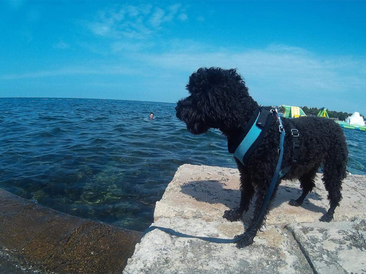 Pudel-Kollege Anton erfreute sich in kroatischen Poreč am Anblick des Meeres, gab sich jedoch recht wasserscheu.