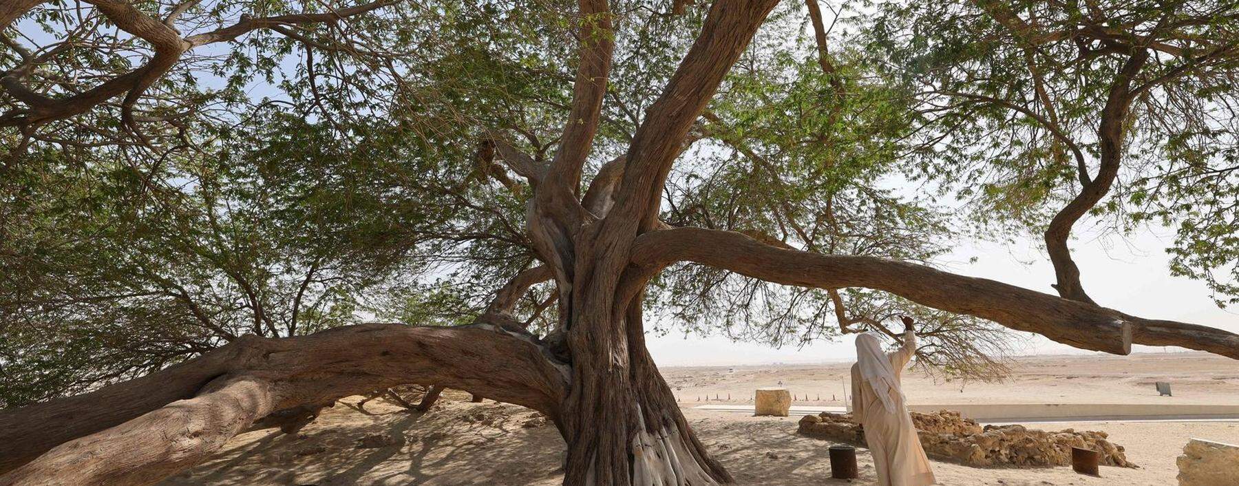 400 Jahre alt: der Baum des Lebens in Bahrain.