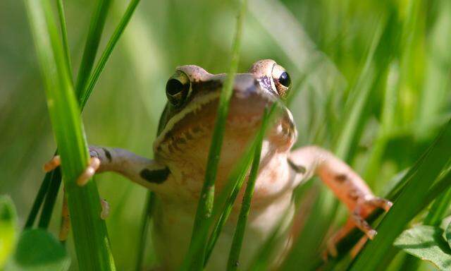 Springfrosch sitzt im Gras