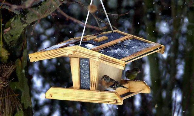 Vögel suchen im Vogelhaus nach Nahrung.