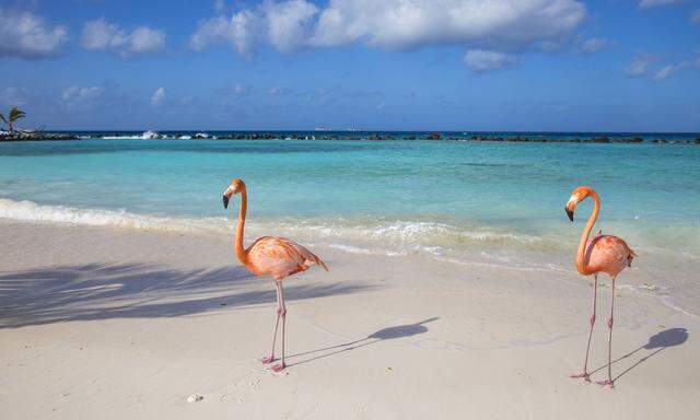 Flamingos auf Renaissance Island. 