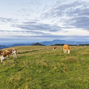 Kärnten hat über ein Verbot von Windrädern abgestimmt. Dem renommierten Klimaforscher Hans Joachim Schellnhuber zufolge gibt es ohnehin bessere Alternativen.