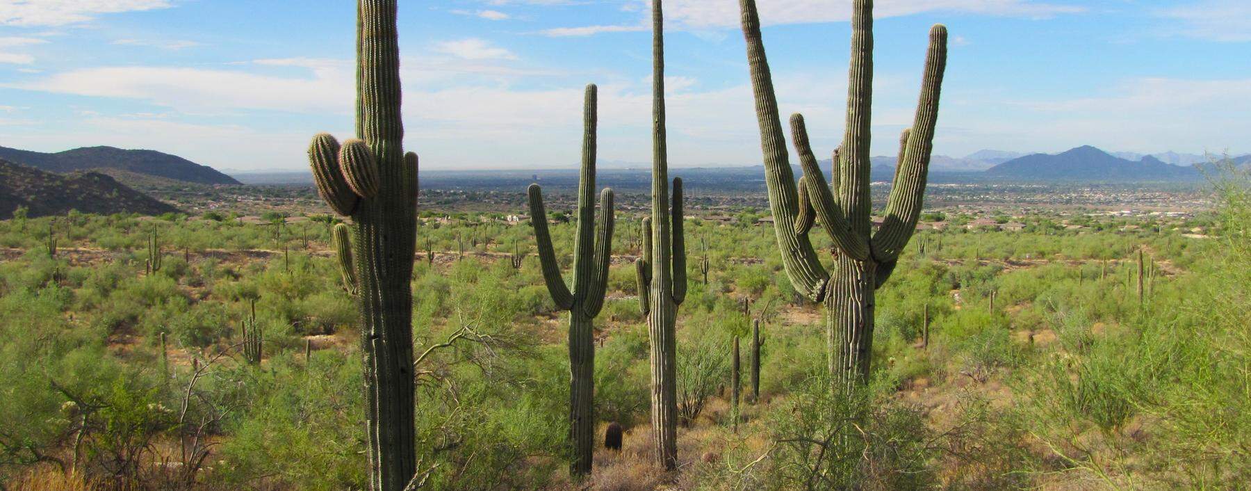 Der Saguaro-Kaktus - hier im McDowell-Sonora-Naturschutzgebiet - ist der König der ­Sonora-Wüste. Er wird bis zu 16 Meter hoch. 