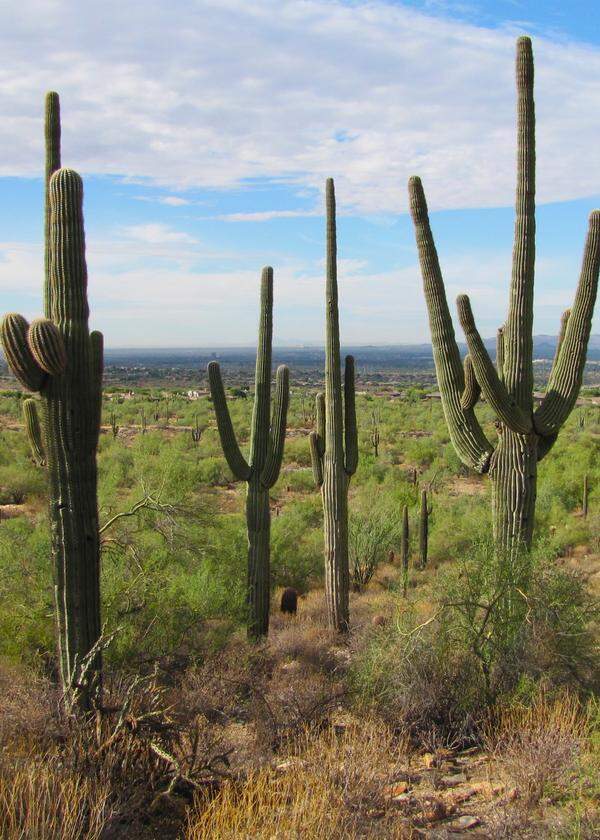 Der Saguaro-Kaktus - hier im McDowell-Sonora-Naturschutzgebiet - ist der König der ­Sonora-Wüste. Er wird bis zu 16 Meter hoch. 