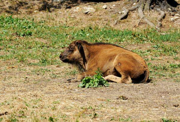 Außerdem läuft die Schlachtung anders ab als beim Hausrind. Bisons dürfen auf der Weide geschossen werden, wo sie auch ausbluten. In der industriellen Fleischproduktion müssen Schlachttiere häufig weite Wege zum Schlachthof zurücklegen, bevor sie der Betäubungsbolzen – hoffentlich an der richtigen Stelle – trifft.