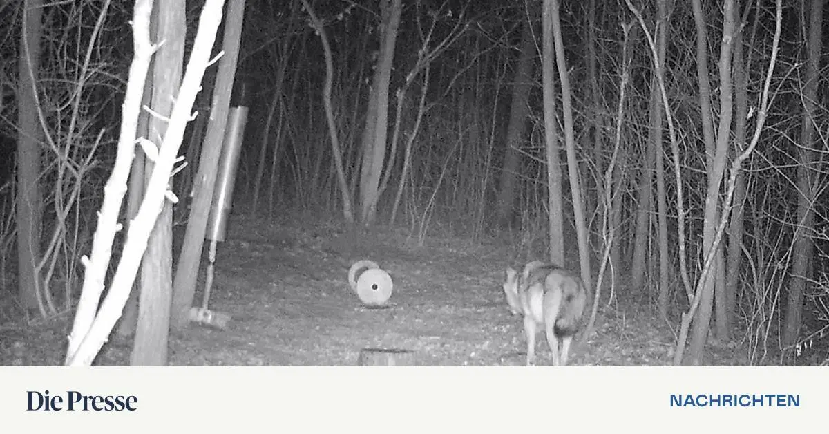 Wolf streift durch das Burgenland