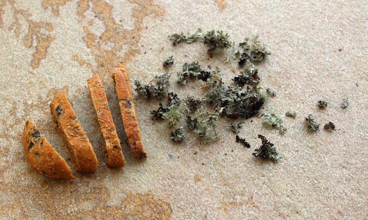 Nahrhaft. Das Potenzial von Flechten als Lebensmittel zeigt Julia Schwarz.