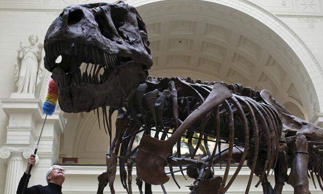 Geologist Bill Simpson uses a feather duster to clean the 67-million-year-old Tyrannosaurus Rex fossil known as ´SUE´ at The Field Museum in Chicago