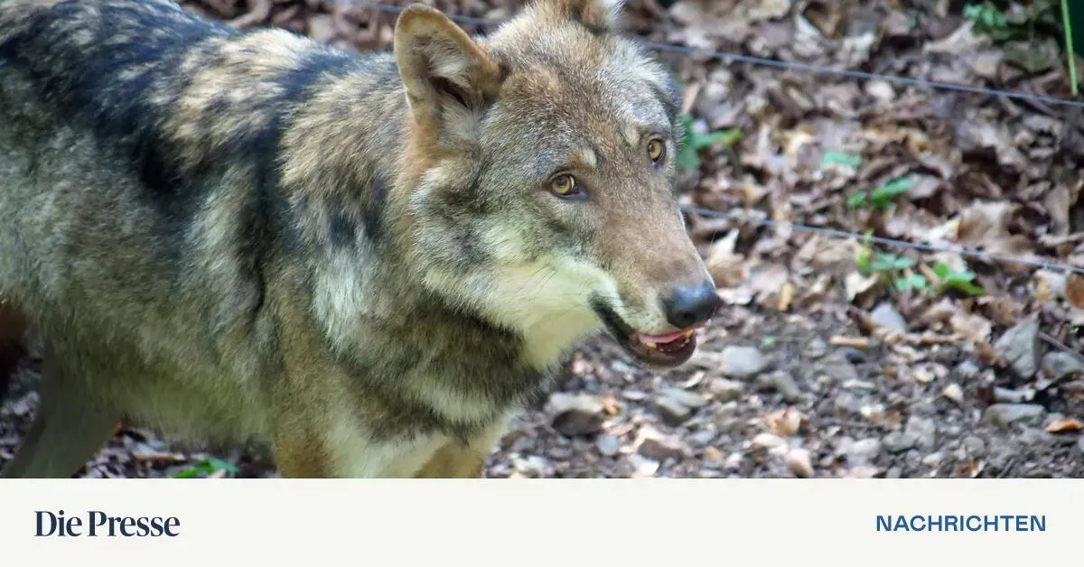 K-rnten-Sieben-W-lfe-im-ersten-Quartal-get-tet