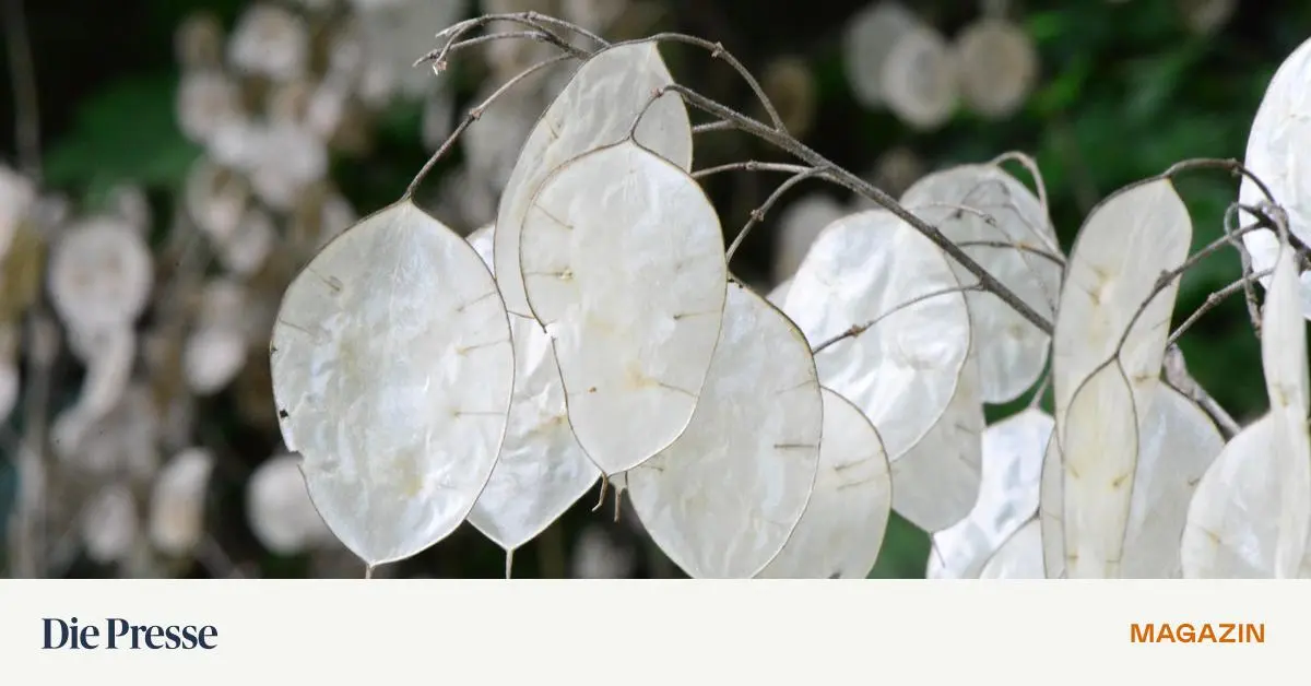 Silbertaler-und-Herbstanemonen-Die-Lichtpunkte-im-nebligen-Wintergarten-premium-