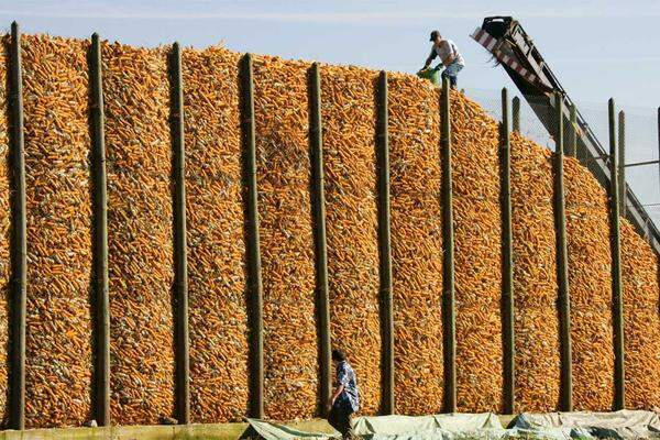 Mais wird in den Entwicklungsländern überwiegend für die menschliche Ernährung eingesetzt . Im Gegensatz dazu wird Mais in den Industrieländern hauptsächlich für die Tierfütterung. Die Nutzung von Mais zur Gewinnung von Ethanol (Bio-Kraftstoff) bekommt immer stärkere Bedeutung. Allein in den USA liegt der Anteil bereits heute über 20 Prozent.