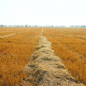 to gather in the harvest, south Ukraine. evening Copyright: xMazurykxMykolax 9163602