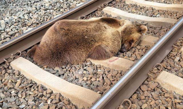 Der tote Bär wurde am Montagmorgen von Lokführern gemeldet. 