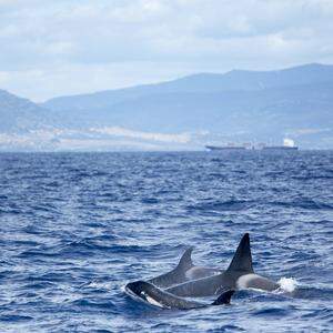 Schwertwale (Orcinus orca) vor der Küste von Tarifa in der Straße von Gibraltar