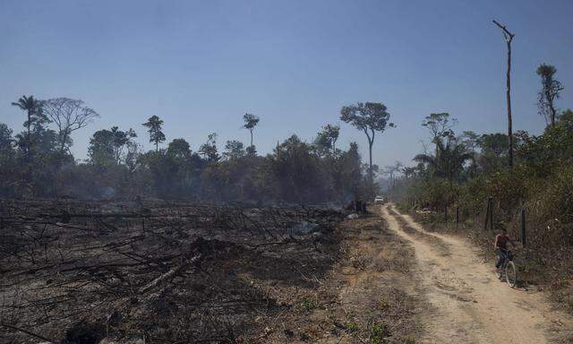 Unter Bolsonaro hatten Abholzungen im brasilianischen Regenwald stark zugenommen. 