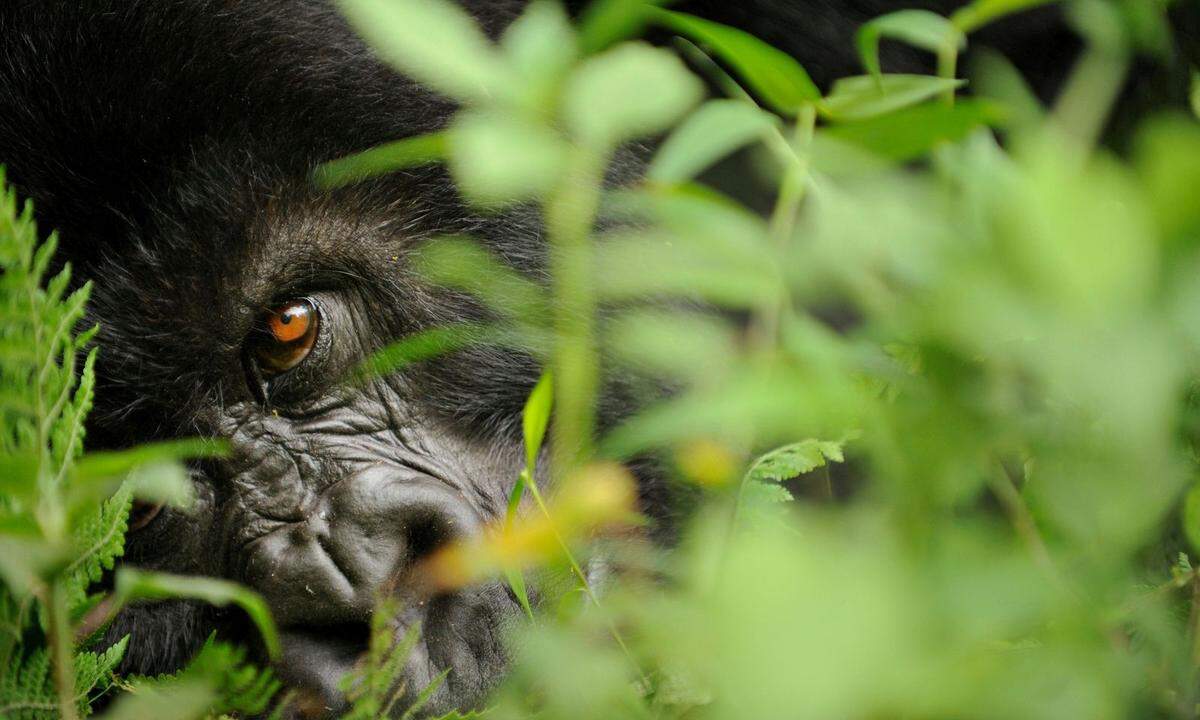 Der WWF sieht die Zahl der bedrohten Tierarten in seiner Jahresbilanz für 2018 auf "schrecklichem Rekordniveau". Seit 1970 schrumpften laut einer Aussendung der Naturschutzorganisation die weltweit untersuchten Tierbestände um durchschnittlich 60 Prozent. Dank diverser Schutzmaßnahmen konnten allerdings auch punktuelle Erfolge erzielt werden, wie zum Beispiel beim Bestand des Berggorillas (Bild).