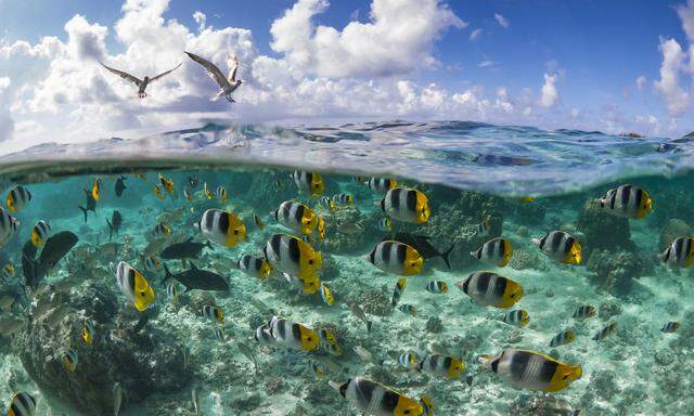Ob im Meer oder in der Luft: Das Artensterben schreitet voran. Der Pazifische Doppelsattel- Falterfisch ist aber nicht gefährdet.