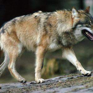 Symbolbild: Ein Wolf in Niederösterreich ist Menschen zu nahe gekommen.