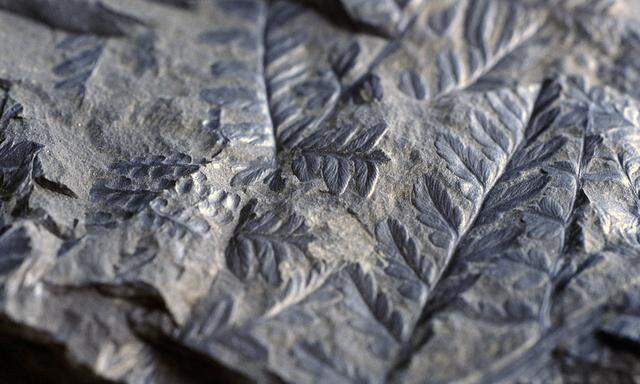 Forscherinnen sind auf den ersten fossilen Pflanzengummi gestoßen (Symbolbild).