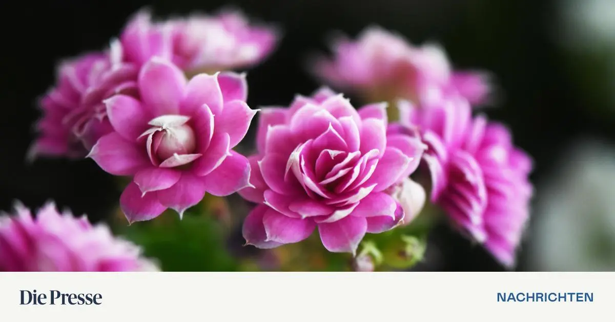 R-slein-im-Winter-So-pflegt-man-das-Flammende-K-thchen-richtig-premium-