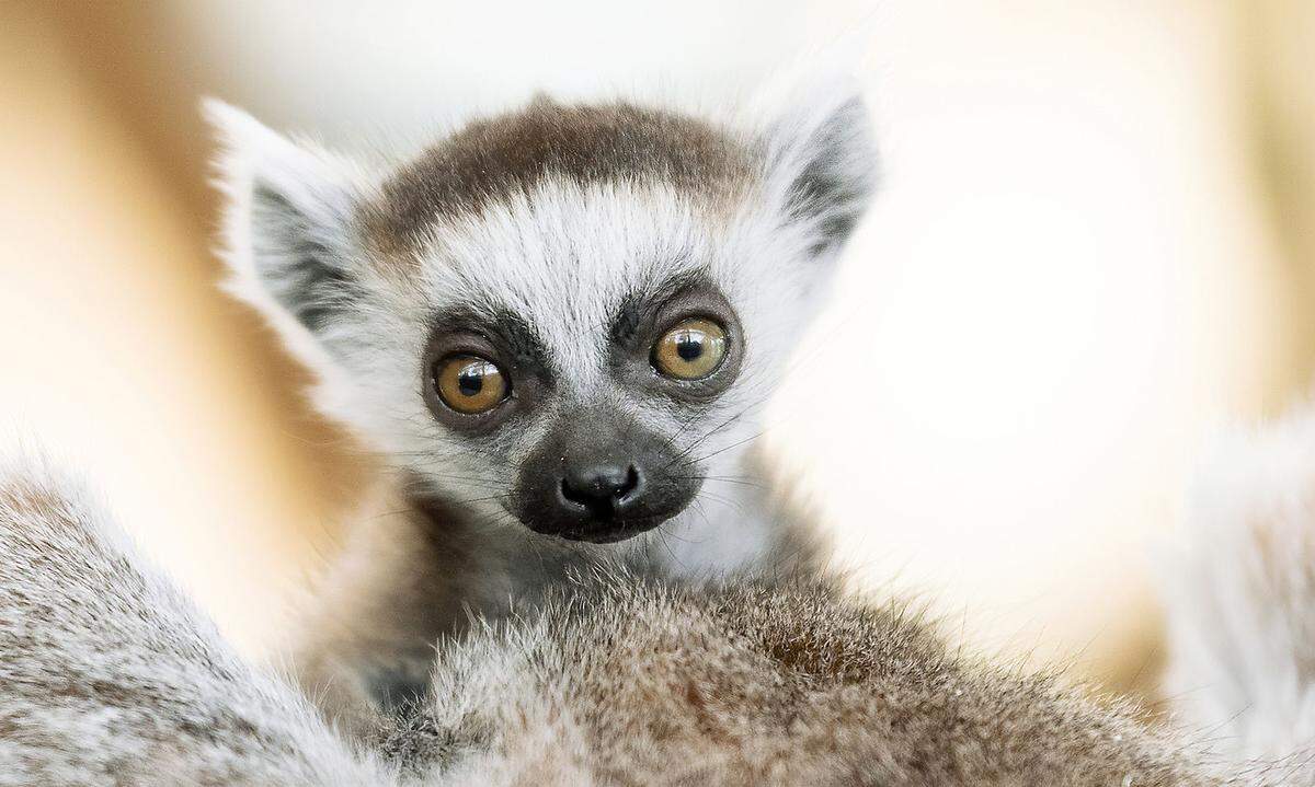 Heimisch sind Kattas, eine Lemurenart, ausschließlich auf der Insel Madagaskar. Sie stehen als "stark gefährdet" auf der Roten Liste der Weltnaturschutzorganisation.  
