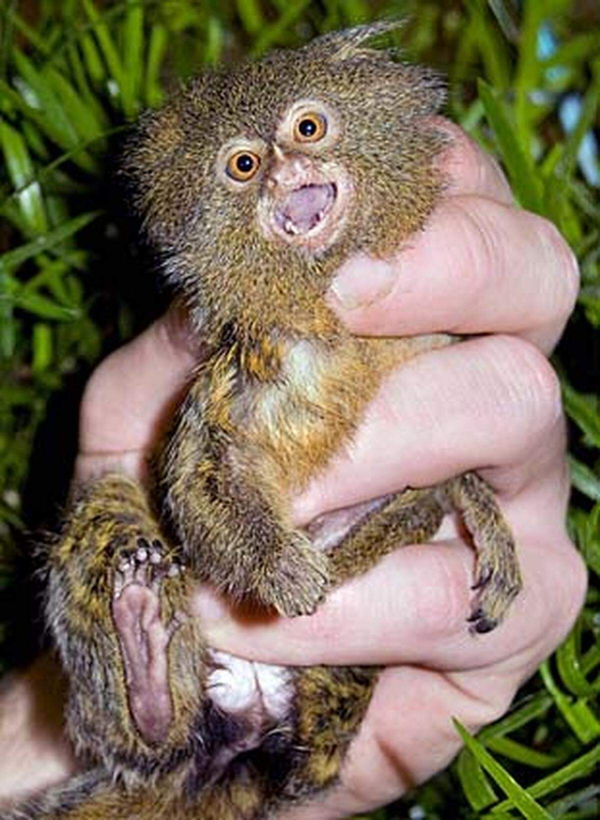 Keine Fotos, bitte! Das südamerikanische Zwergseidenäffchen ist nicht nur einer der kleinsten Primaten der Welt, es ist auch noch schüchtern.