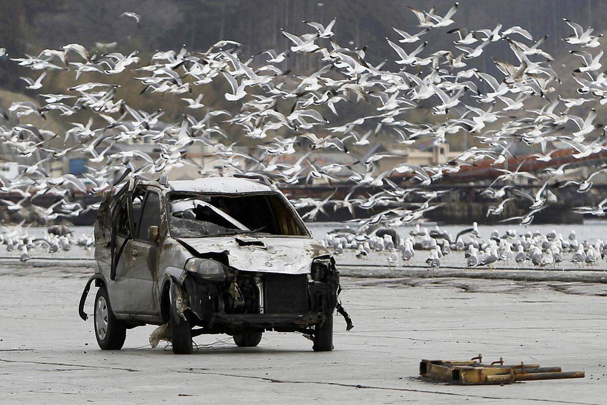 Im Hafen von Ofunato toben die Möwen über einem vom Tsunami zerstörten Auto. (4. April)