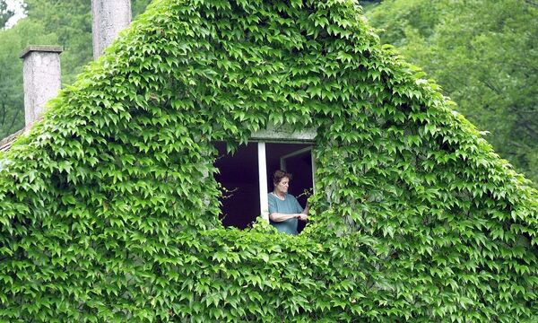 Gr�ner Pelz �ber Freiburger Wohnhaus