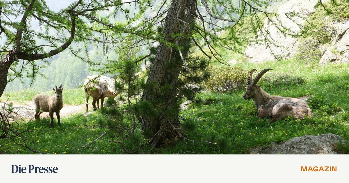 Bergwandern-mit-Meerziel-Von-Dreitausendern-zur-C-te-d-Azur-premium-