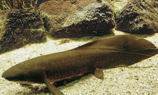 Er grundelt faul herum - hier im Zoo Leipzig: der Australische Lungenfisch, oft lebendes Fossil genannt.