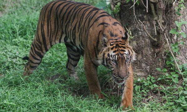 Sumatra-Tiger sind vom Aussterben bedroht.