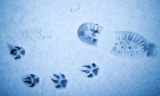 Fuß- und Pfotenabdrücke im Schnee