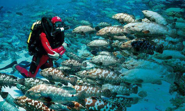 Blancpain unterstützt die Organisation Oceana, die sich ausschließlich dem Schutz der Ozeane widmet.