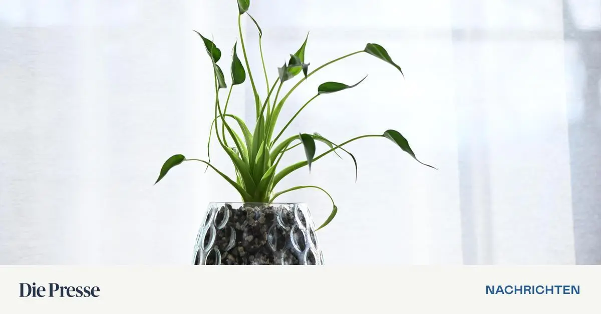 Wenig-Aufwand-gesunde-Pflanzen-Wieso-Semi-Hydro-selbst-Schwarze-Daumen-gl-cklich-macht-premium-