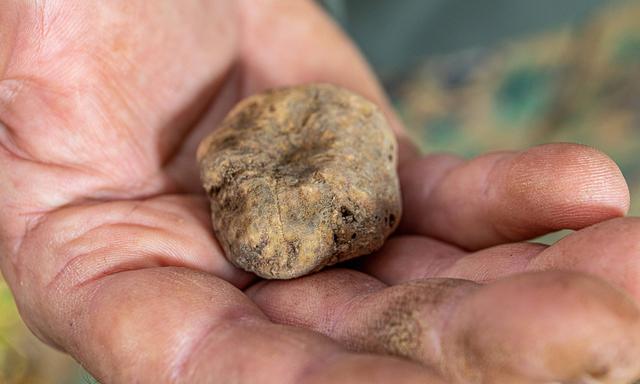 Weiße Trüffel für Rekordpreis von 184.000 Euro versteigert – DiePresse.com