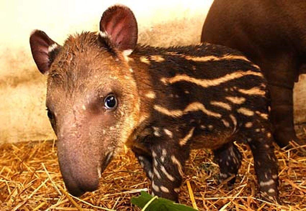 Auch der Tapir hat bei der Länge seiner Nase das große Los gezogen. Am liebsten ziehen die Tiere einzelgängerisch durch den südamerikanischen Urwald - kein Wunder angesichts des Angesichts.