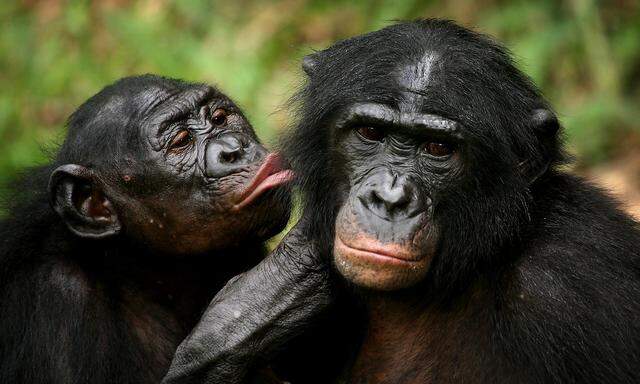 Bonobo apes primates unique to Congo and humankind's closest relative groom one another at a sanctuary just outside the capital Kinshasa