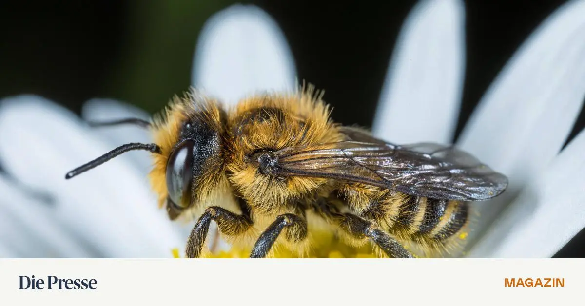Wir-wollen-wissen-wie-viele-Wildbienen-bei-uns-leben