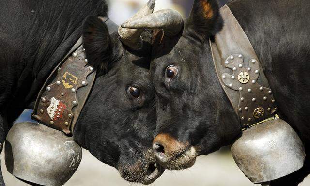 Wer ist stärker? Alljährlicher Kuh-Wettkampf in Aproz – Kanton Wallis. 