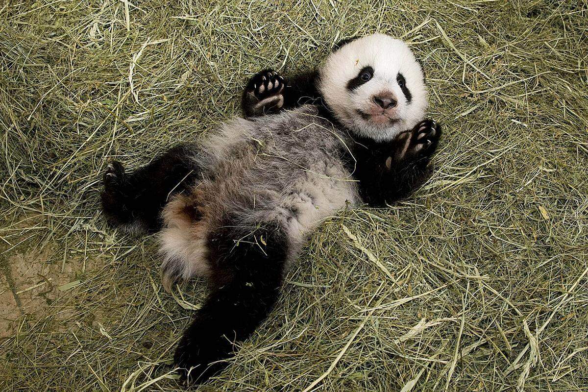 Das Pandababy Fu Hu im Tiergarten Schönbrunn stapft seit einigen Tagen rund um die Wurfbox und lässt sich aus der Ferne von Besuchern bestaunen. Fast vier Monate nach seiner Geburt ist der Panda etwa so groß wie eine Katze.