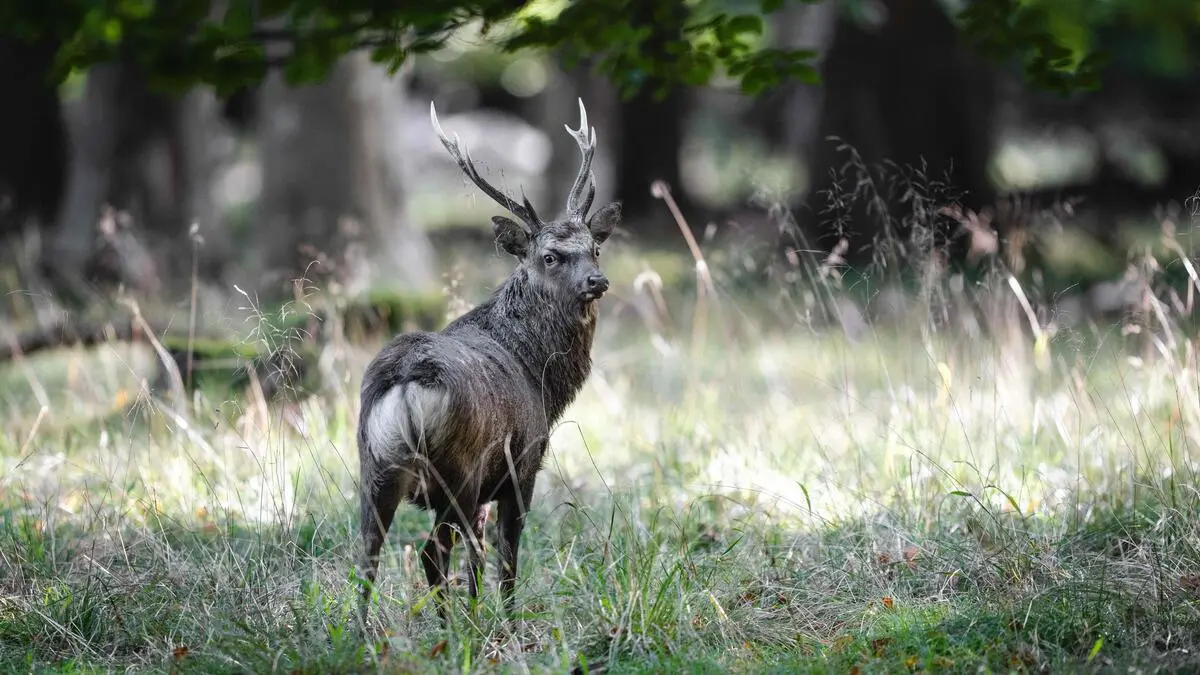 Does Austria really have to kill all sika deer?