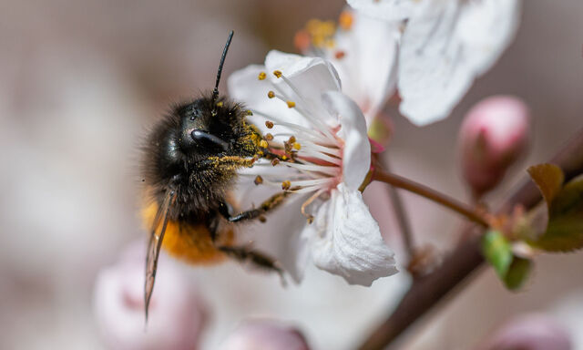 Eine Wildbiene (Osmia sp.) holt Nektar und Pollen aus der Obstbaum-Blüte. Das fördert die Ernte.