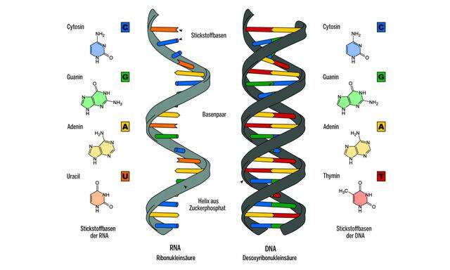 Vergleich zwischen RNA (links) und DNA-Doppelhelix: Der Unterschied liegt erstens im Set der Basen (Uracil versus Thymin), zweitens enthält das "Rückgrat" der RNA nicht Desoxyribose, sondern Ribose.