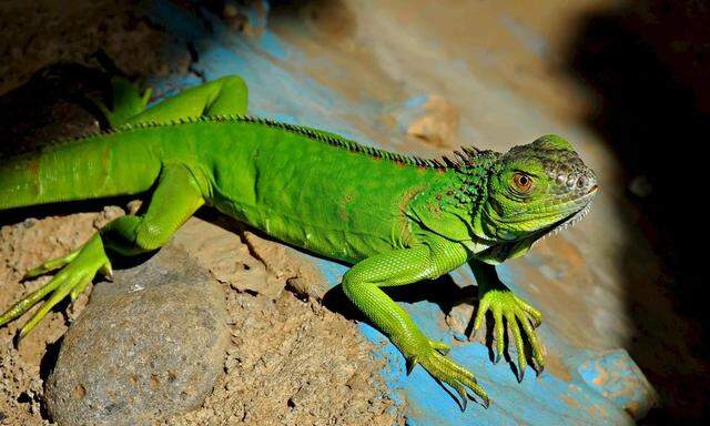 NICARAGUA ANIMALS IGUANA