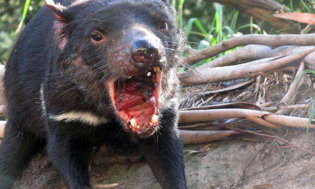 90 Prozent der wild lebenden Tasmanischen Teufel wurden bereits von einem übertragbaren Krebs getötet.